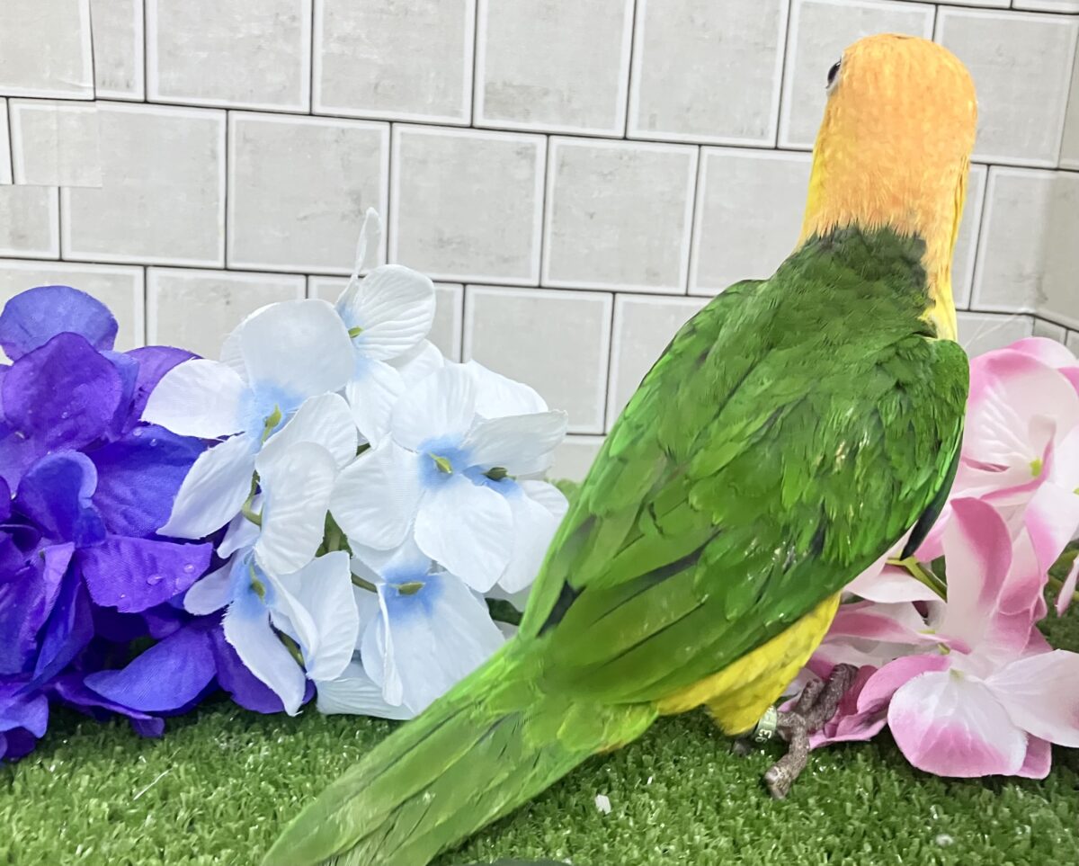 シロハラインコ