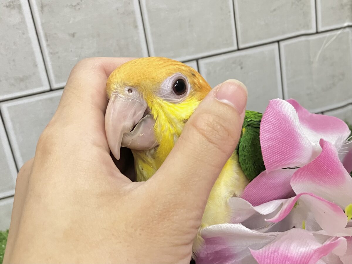 ✨最新画像更新✨食後は旅人🗾ツツウラウラ🚶🏽♂️💨シロハラインコ(2026年3月生まれ) シロハラインコ