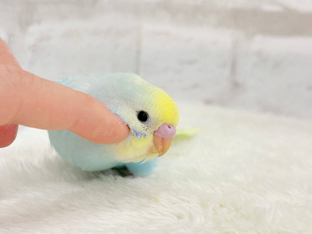 【最新画像・動画更新🪄ひとり餌になりました☆】しゅわっと爽やかソーダちゃん🐣🍾セキセイインコ(パステルレインボー) ヒナ セキセイインコ