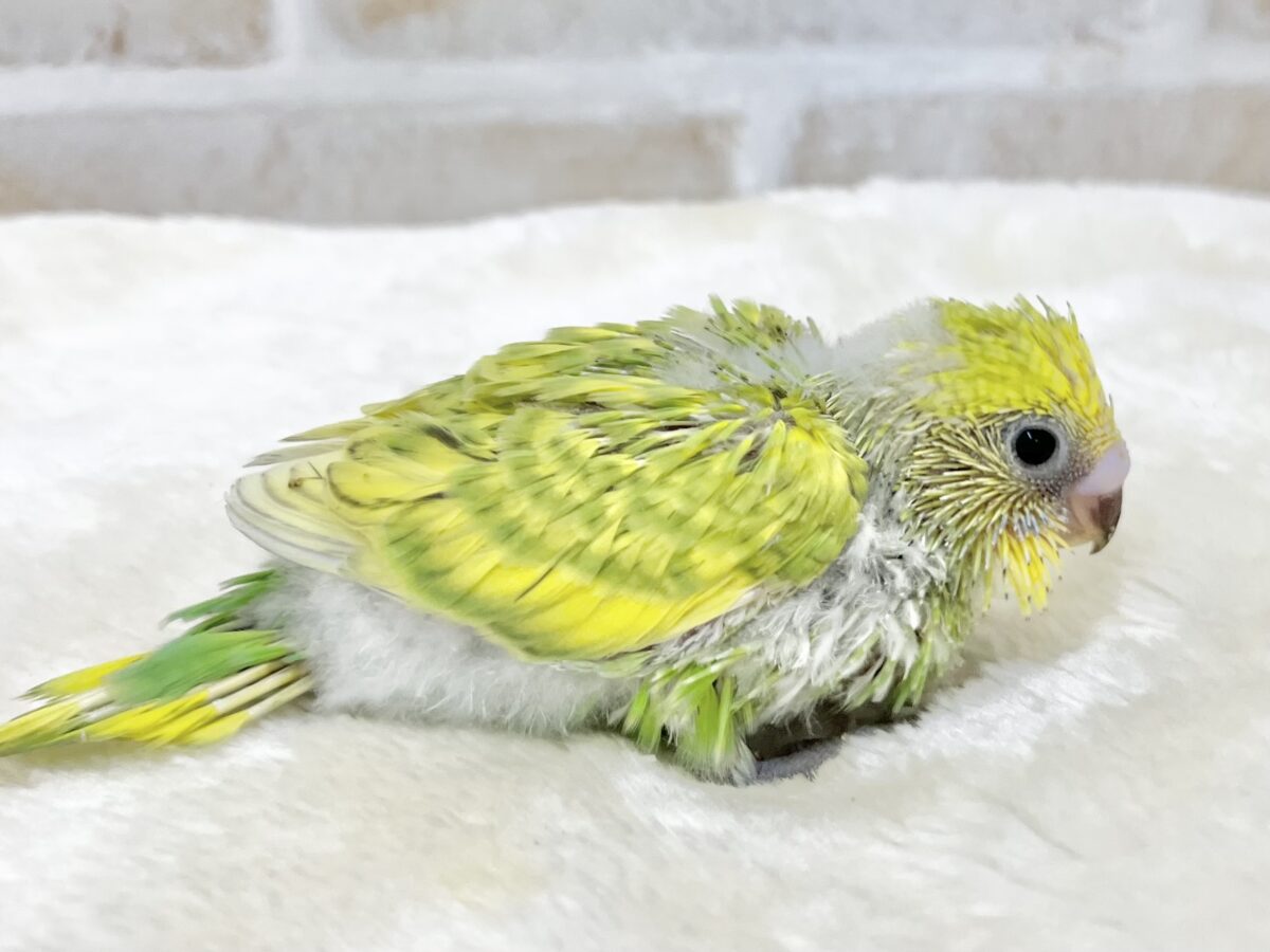 セキセイインコ