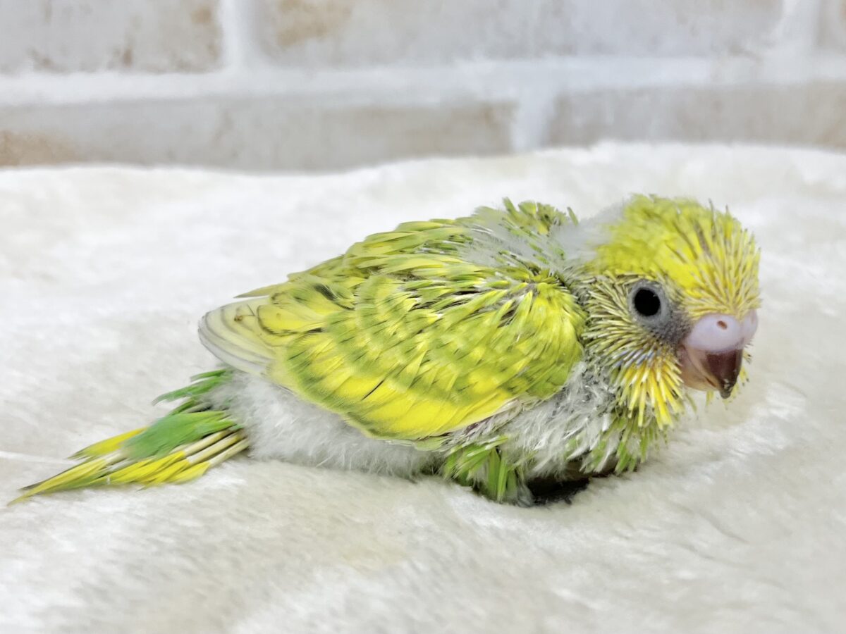 セキセイインコ
