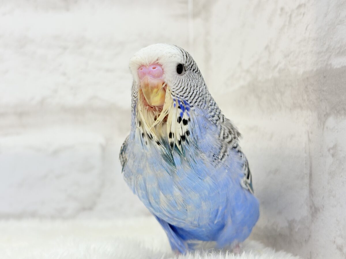 ジャンボセキセイインコ