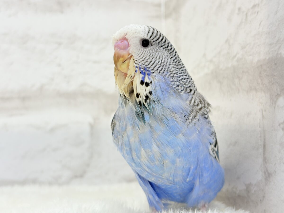 ジャンボセキセイインコ