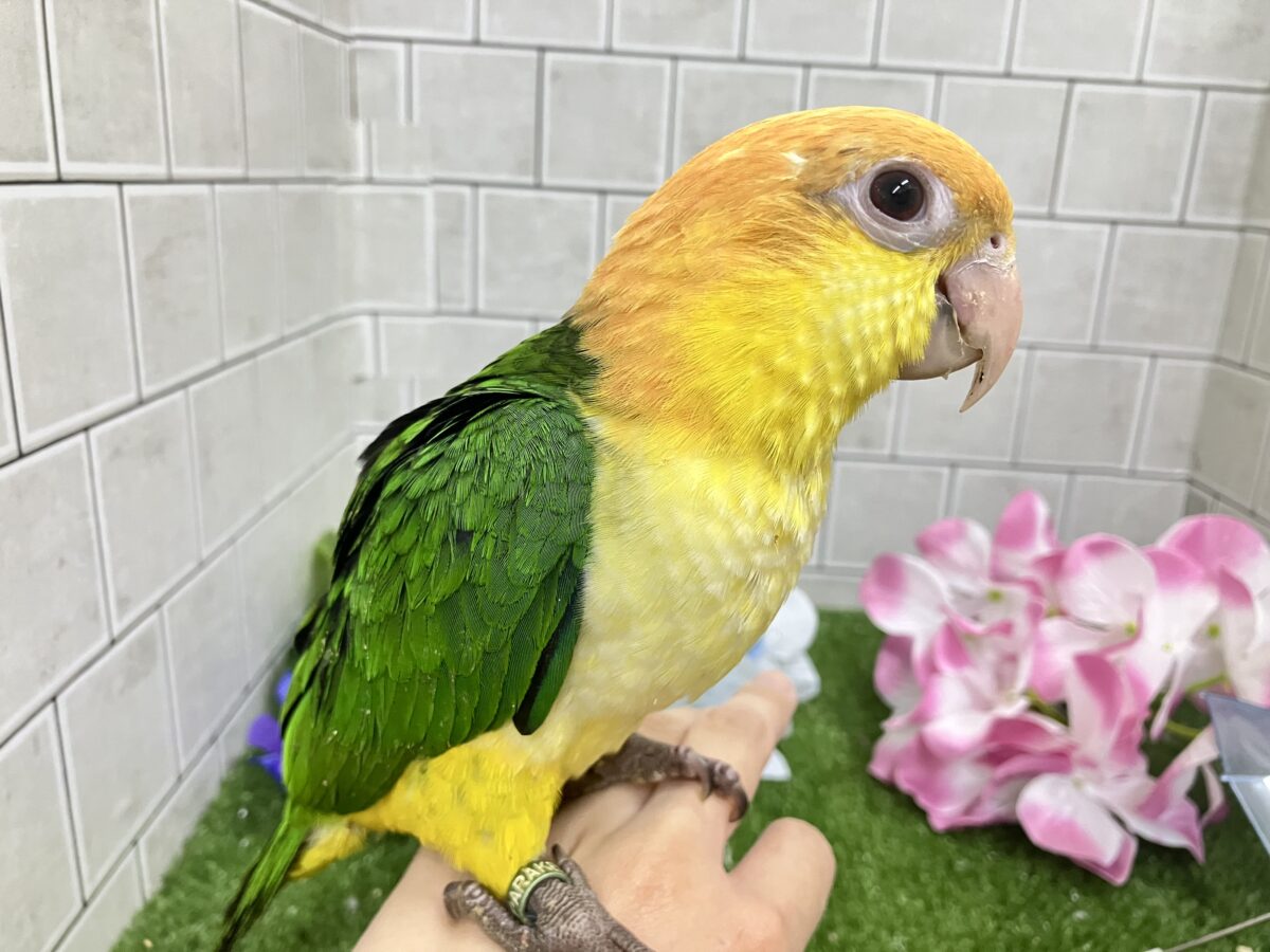 ✨最新画像更新✨食後は旅人🗾ツツウラウラ🚶🏽♂️💨シロハラインコ(2026年3月生まれ) シロハラインコ