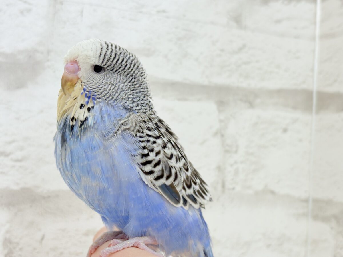 ジャンボセキセイインコ