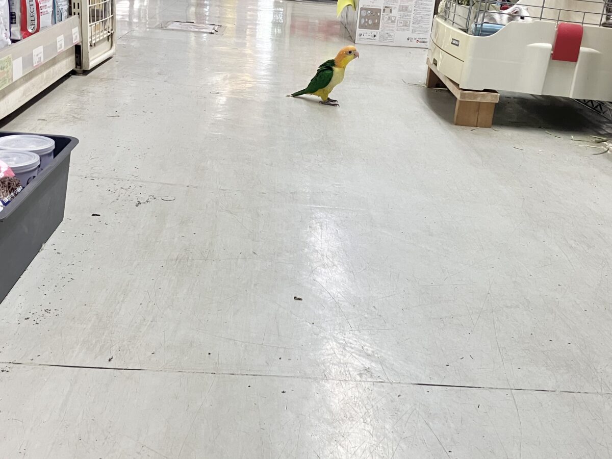 ✨最新画像更新✨食後は旅人🗾ツツウラウラ🚶🏽♂️💨シロハラインコ(2026年3月生まれ) シロハラインコ
