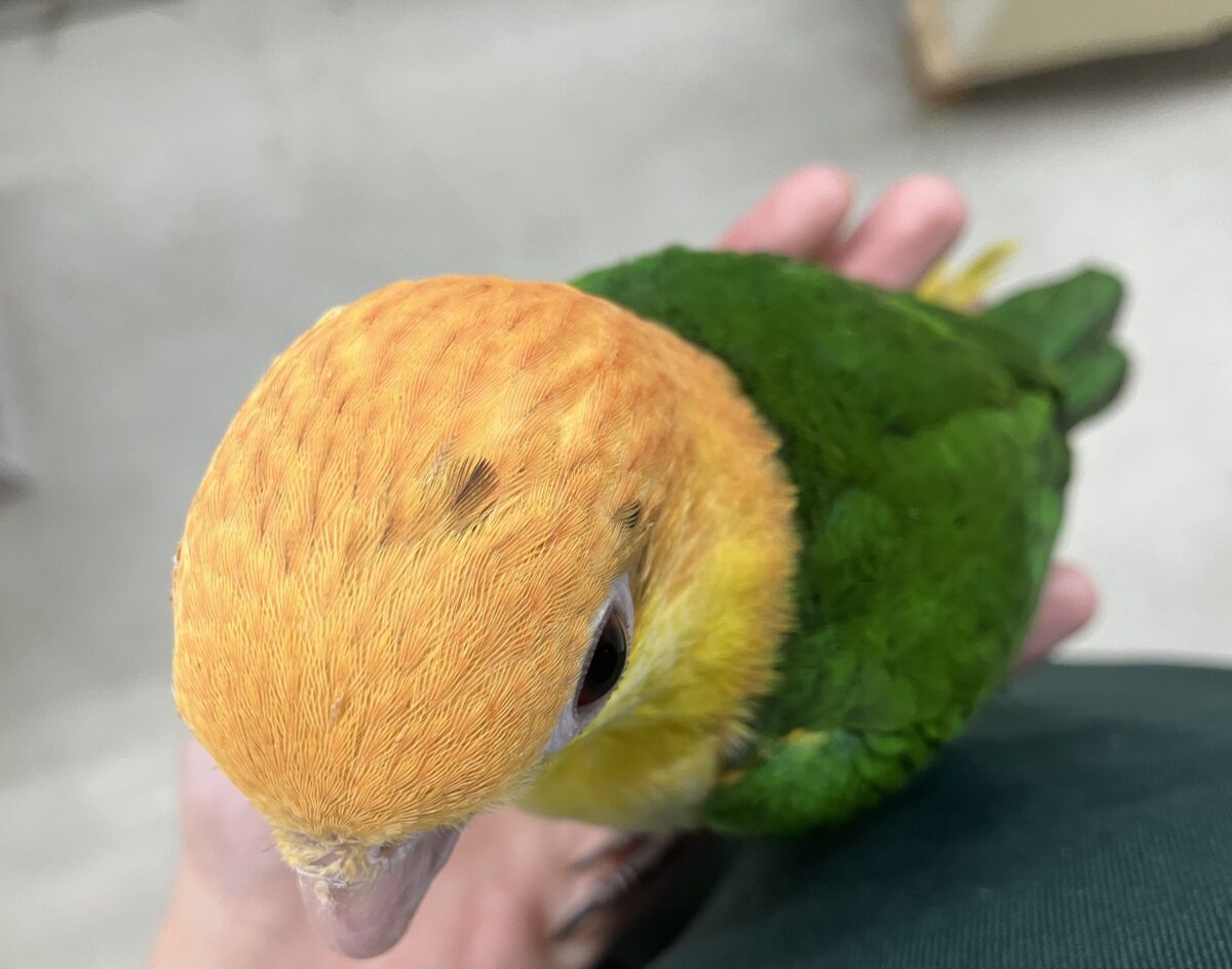 シロハラインコ
