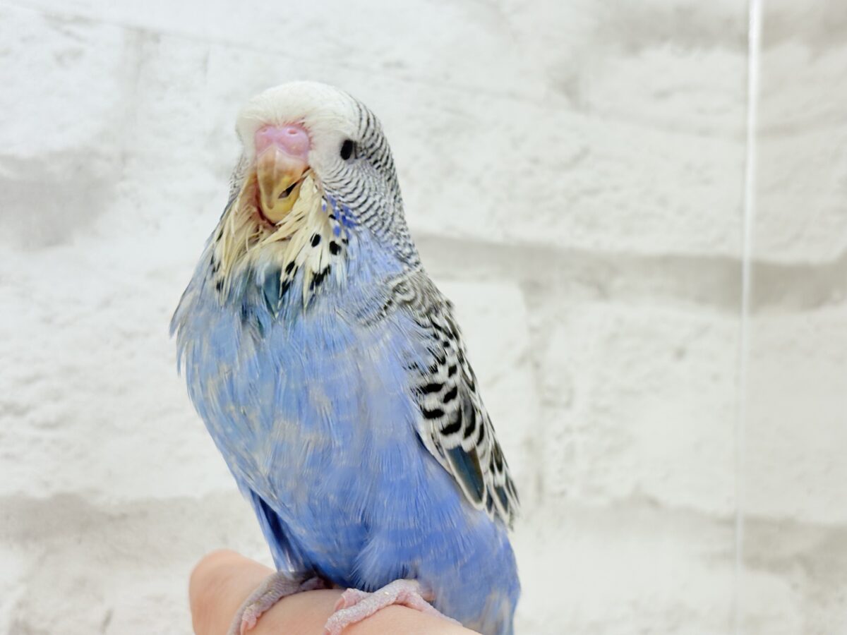 ジャンボセキセイインコ