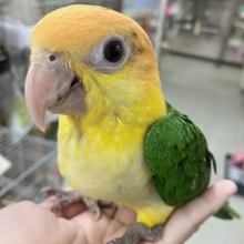 食後は旅人🗾ツツウラウラ🚶🏽‍♂️💨シロハラインコ(2026年3月生まれ)