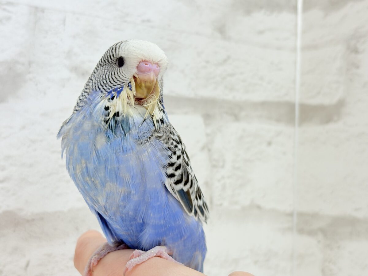 ジャンボセキセイインコ