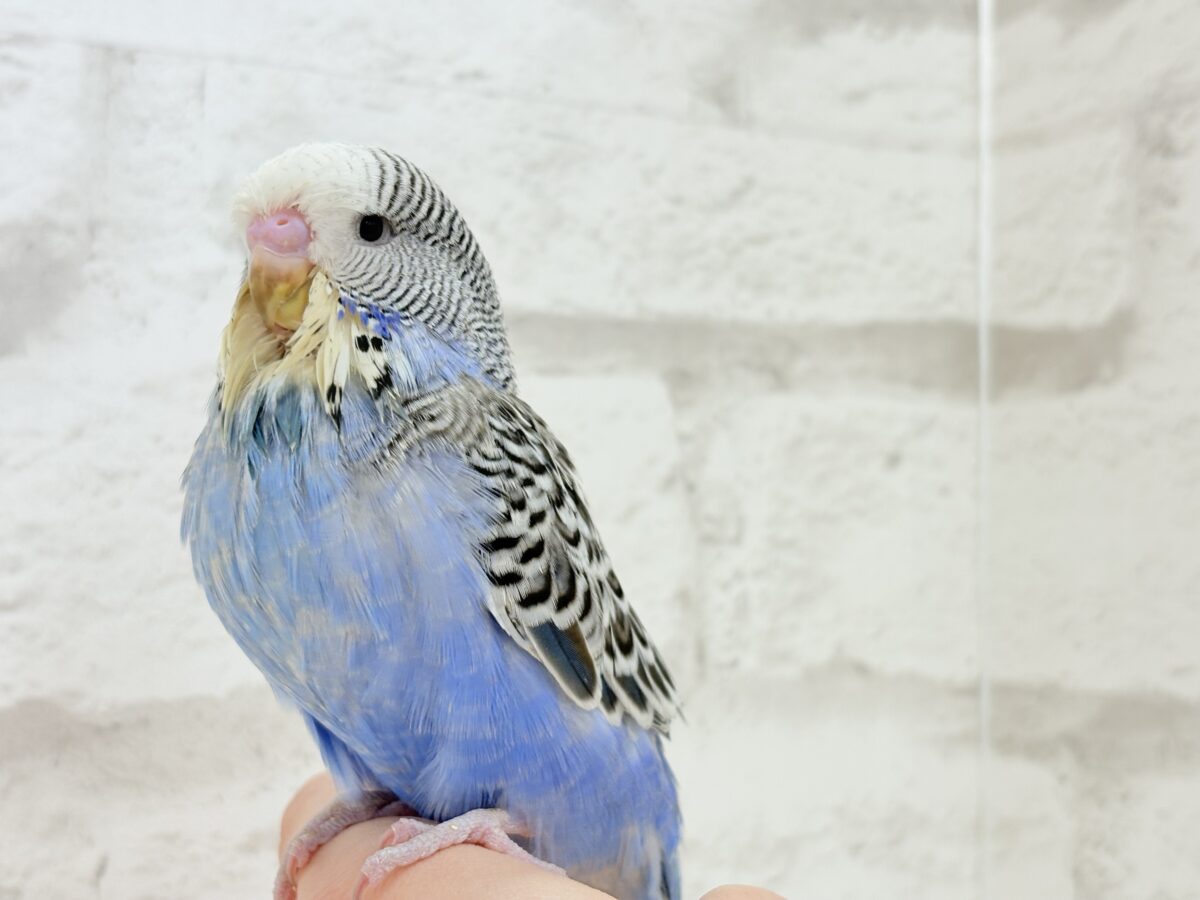 ジャンボセキセイインコ