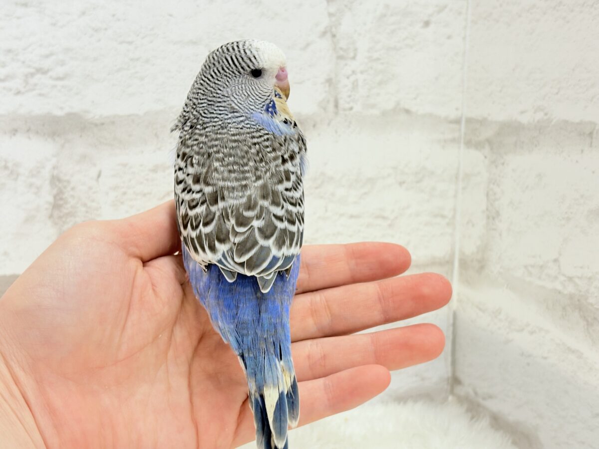 ジャンボセキセイインコ
