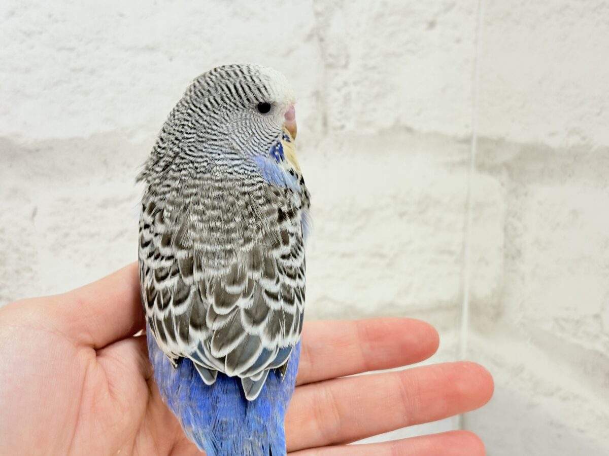 ジャンボセキセイインコ
