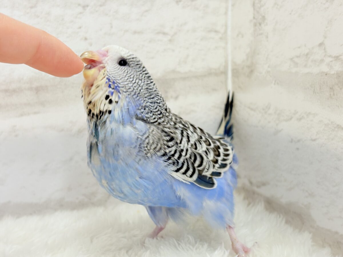 ジャンボセキセイインコ