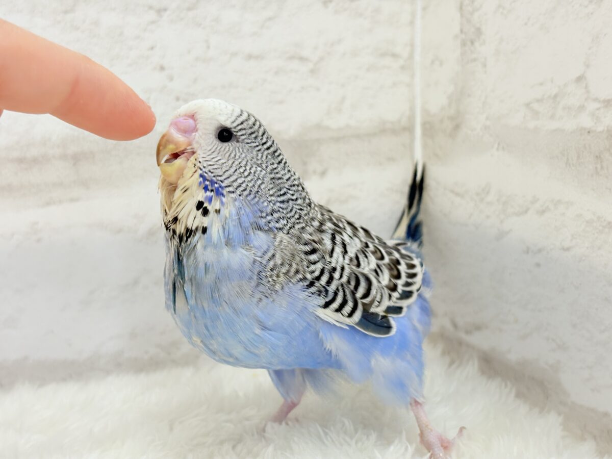 ジャンボセキセイインコ