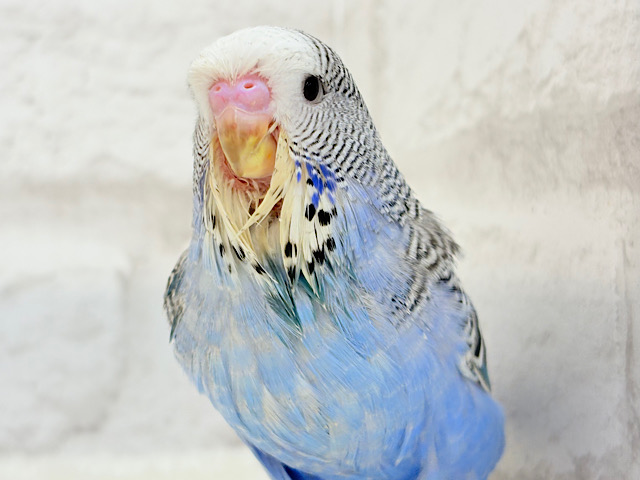 久々登場🐥💙もっふりさん‪☆ジャンボセキセイインコ(ノーマル) ヒナ