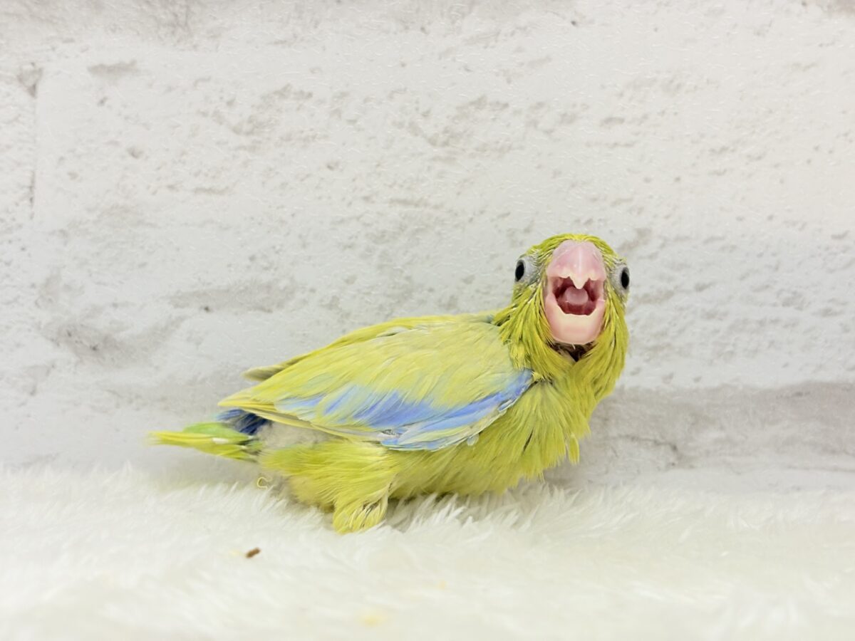 マメルリハ