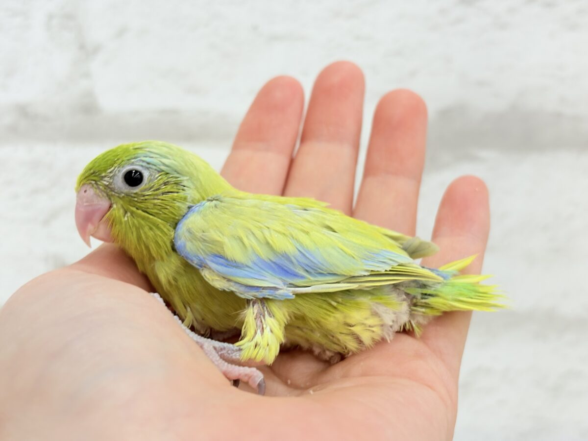 マメルリハ