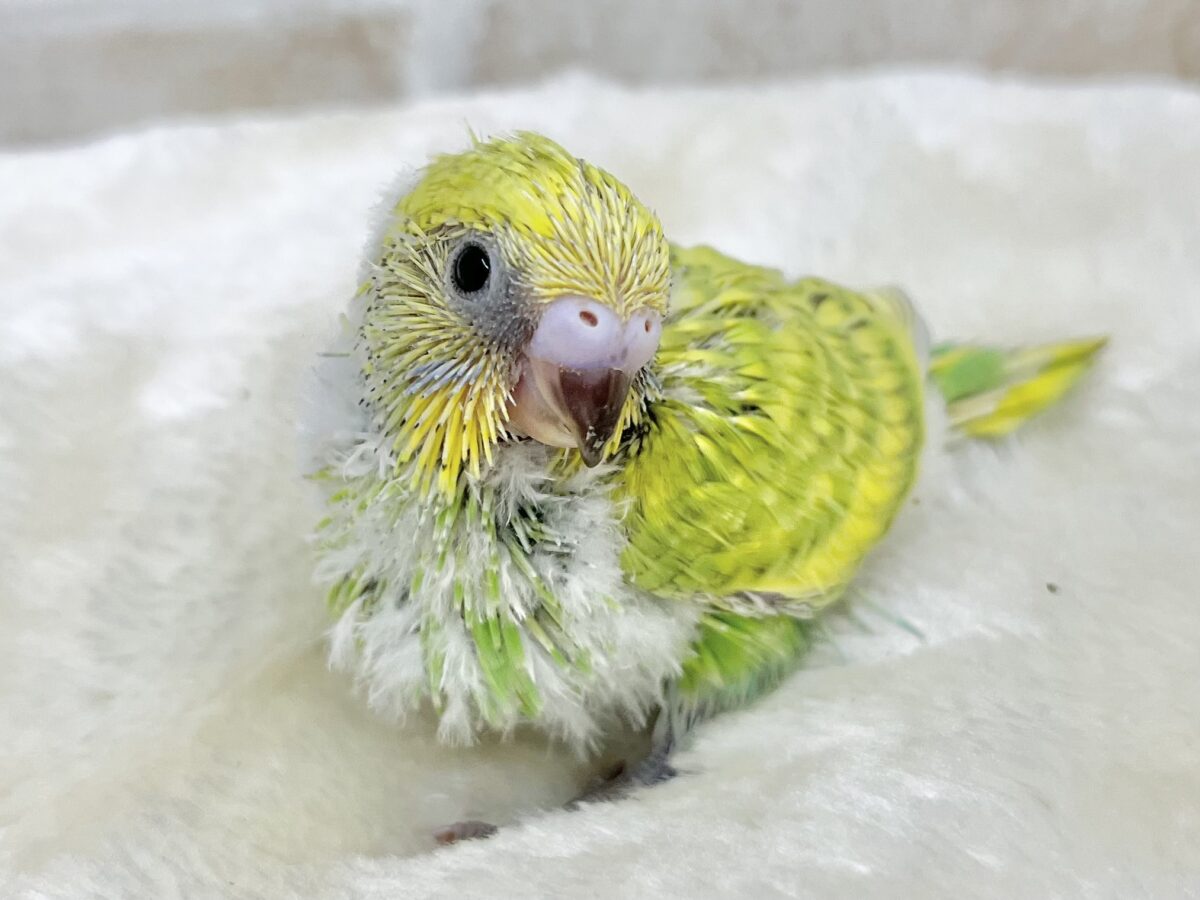 セキセイインコ