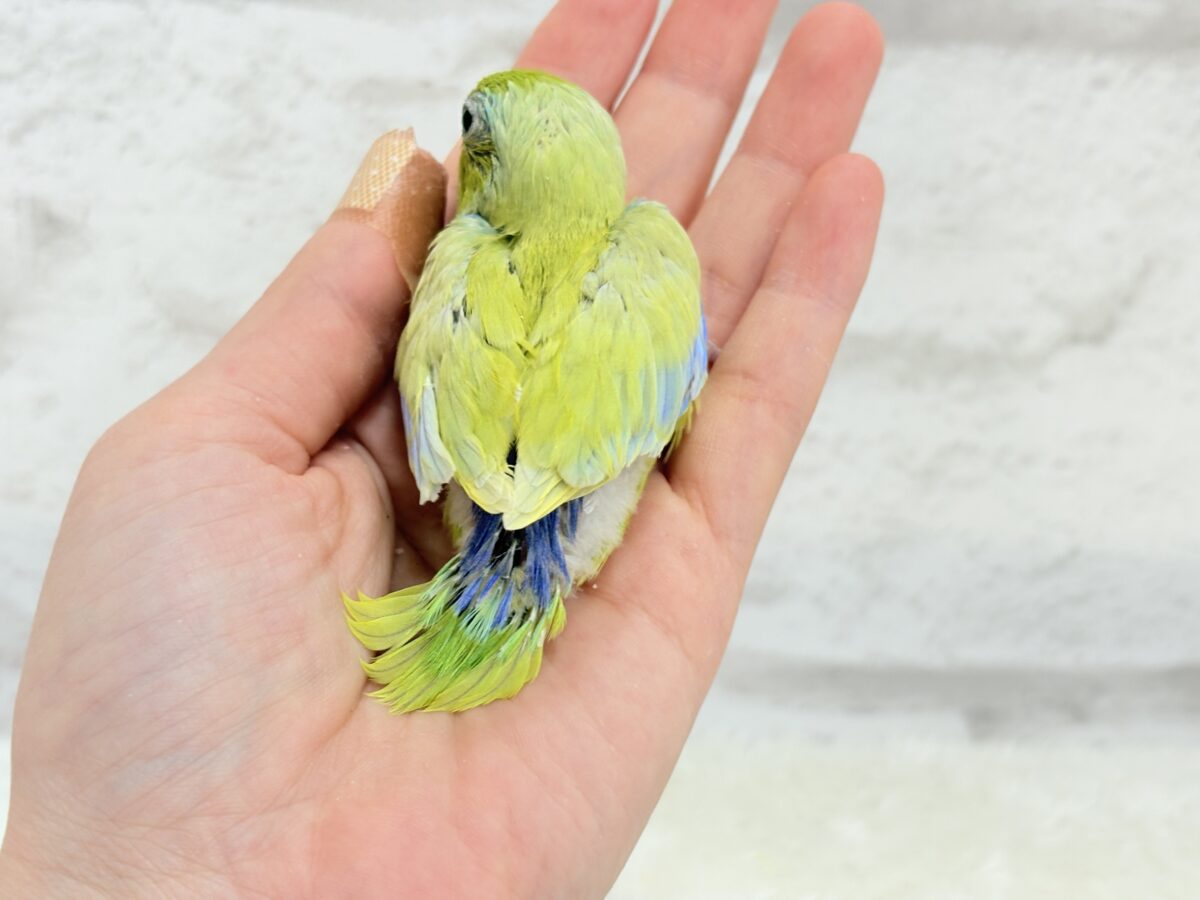マメルリハ