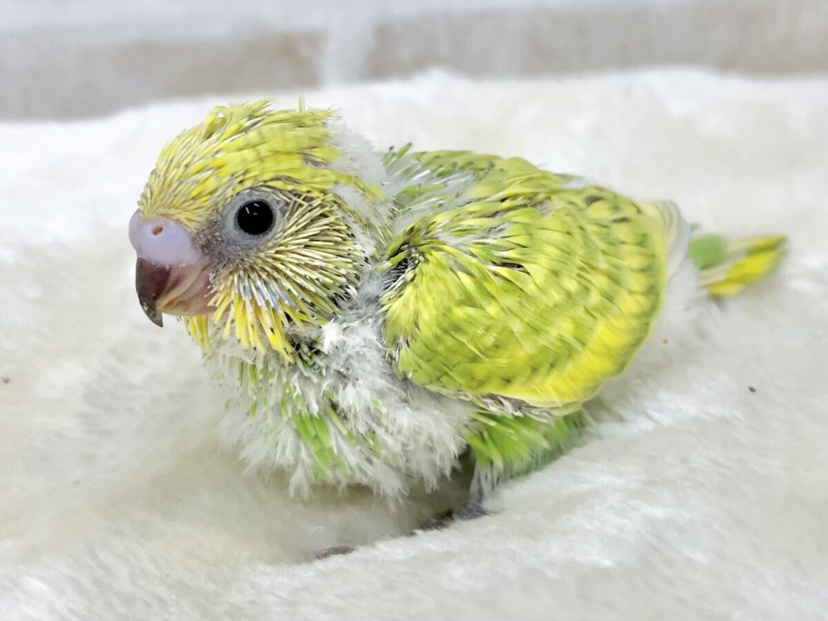 セキセイインコ