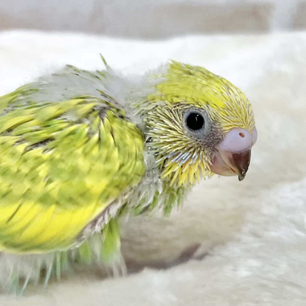 黄緑と黄色の元気カラー💚💛✨　セキセイインコ（スパングル）