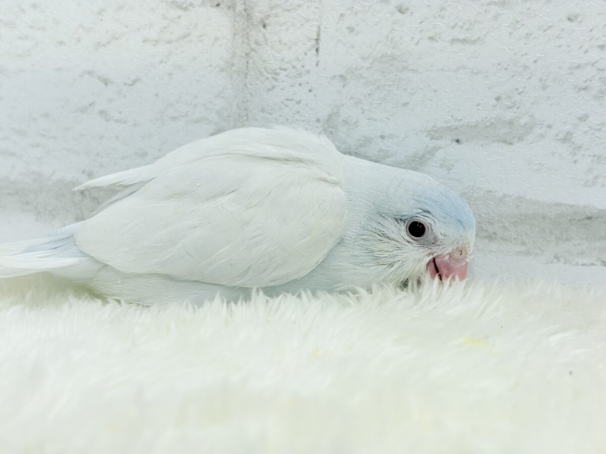 【最新画像更新🪄もうすぐひとり餌☆】淡い羽色にミステリアスな雰囲気🐣🩵🫧マメルリハ(アメリカンホワイトファロー) 女の子 ヒナ マメルリハ