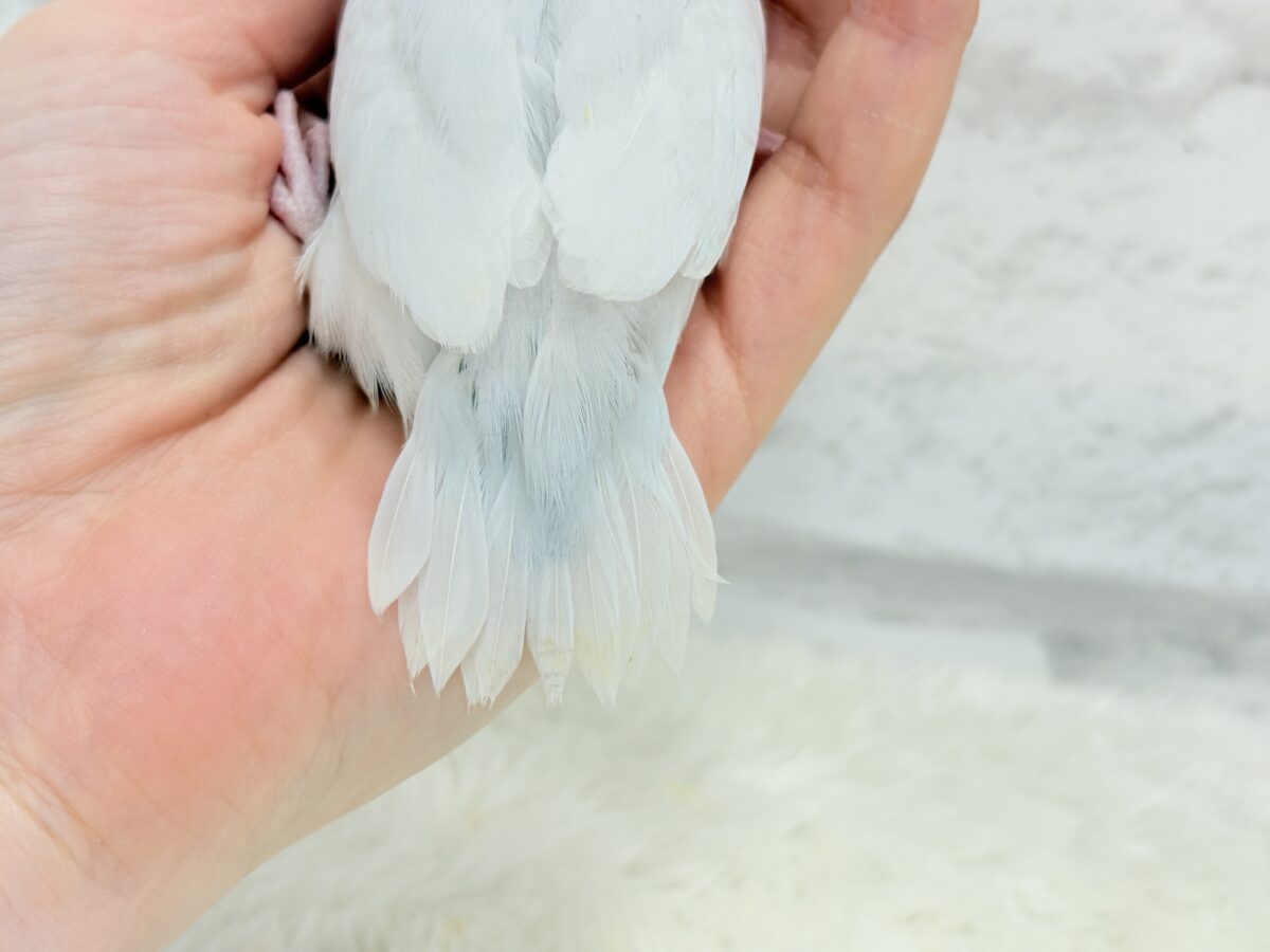 【最新画像更新🪄もうすぐひとり餌☆】淡い羽色にミステリアスな雰囲気🐣🩵🫧マメルリハ(アメリカンホワイトファロー) 女の子 ヒナ マメルリハ