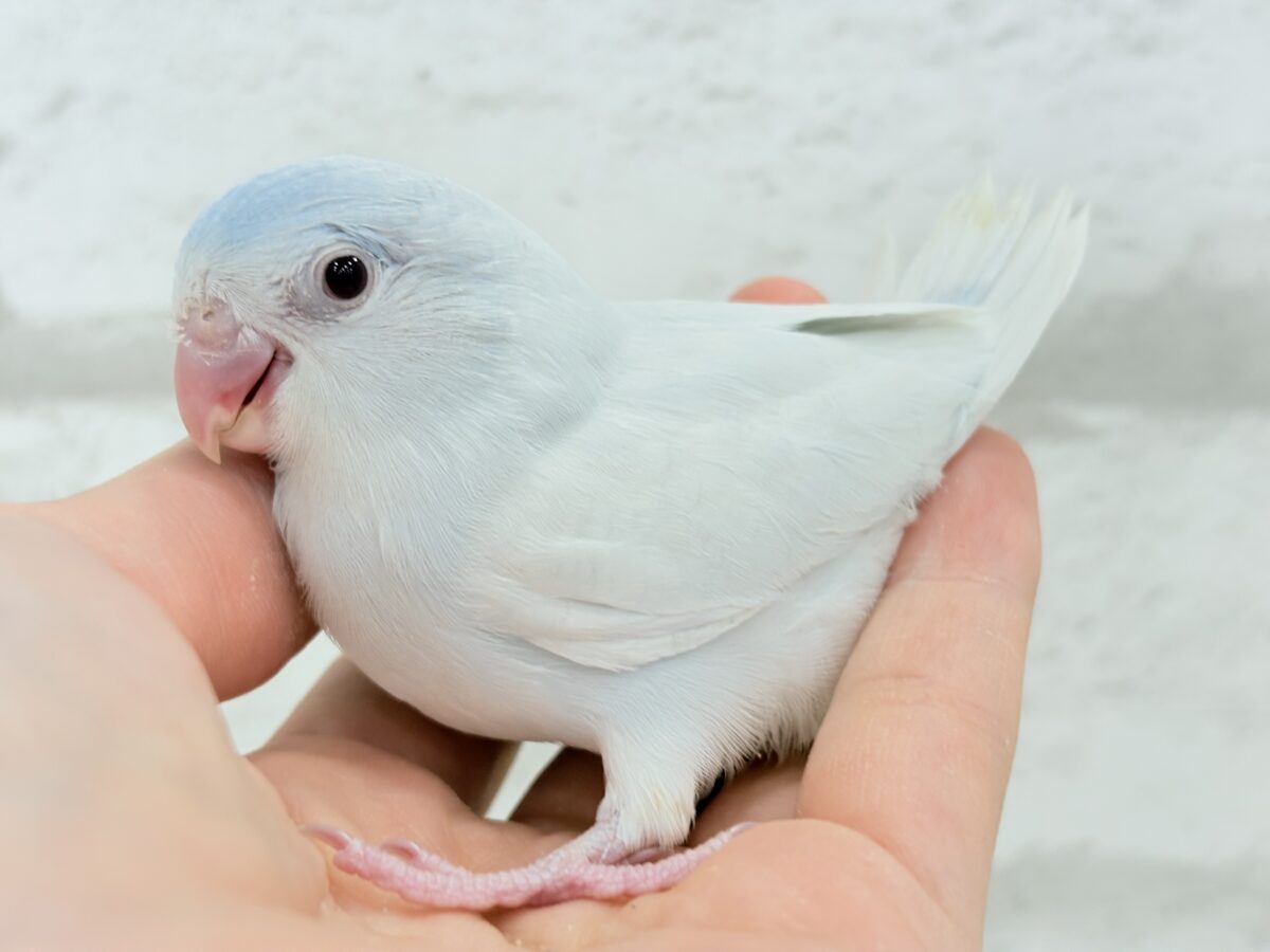 【最新画像更新🪄もうすぐひとり餌☆】淡い羽色にミステリアスな雰囲気🐣🩵🫧マメルリハ(アメリカンホワイトファロー) 女の子 ヒナ マメルリハ