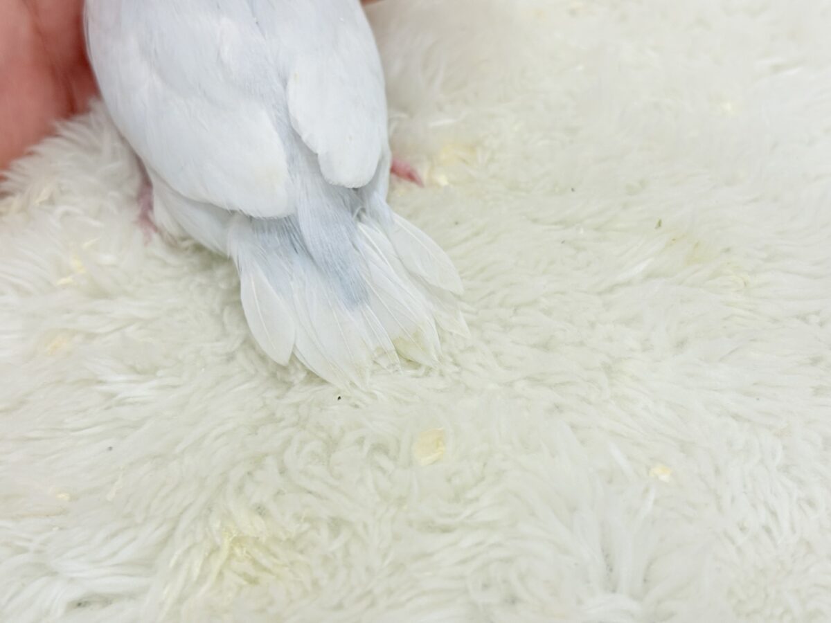 マメルリハ