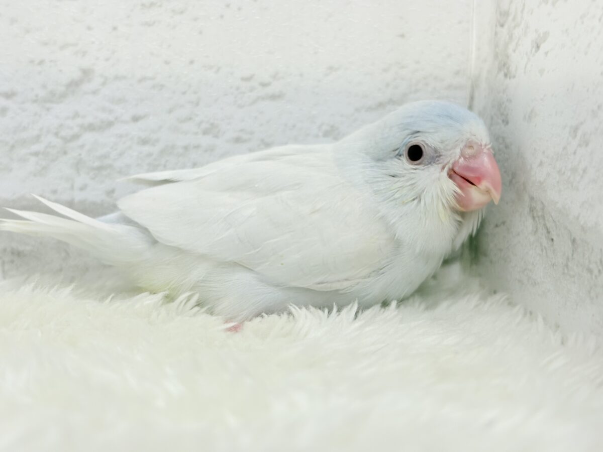 【最新画像更新🪄もうすぐひとり餌☆】淡い羽色にミステリアスな雰囲気🐣🩵🫧マメルリハ(アメリカンホワイトファロー) 女の子 ヒナ マメルリハ
