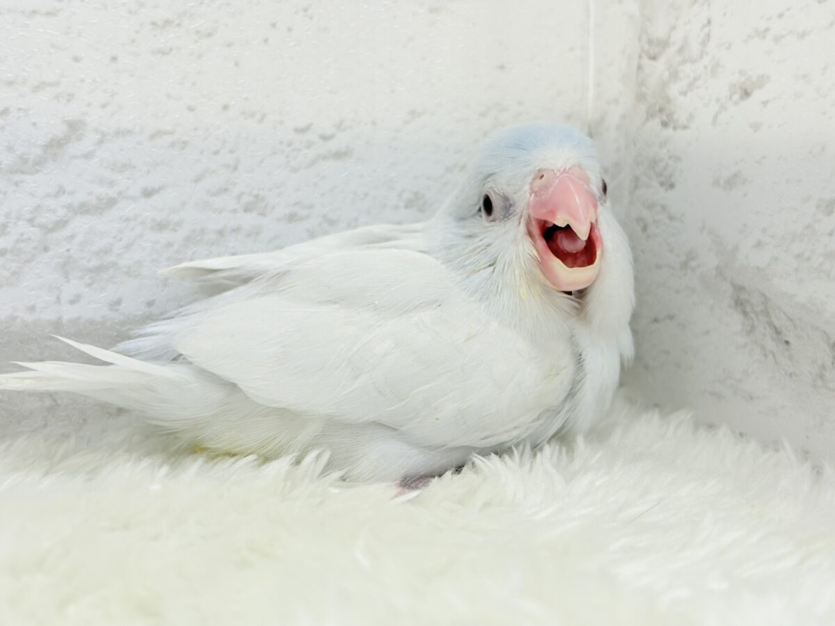 【最新画像更新🪄もうすぐひとり餌☆】淡い羽色にミステリアスな雰囲気🐣🩵🫧マメルリハ(アメリカンホワイトファロー) 女の子 ヒナ マメルリハ