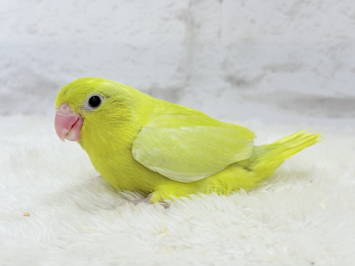 マメルリハ