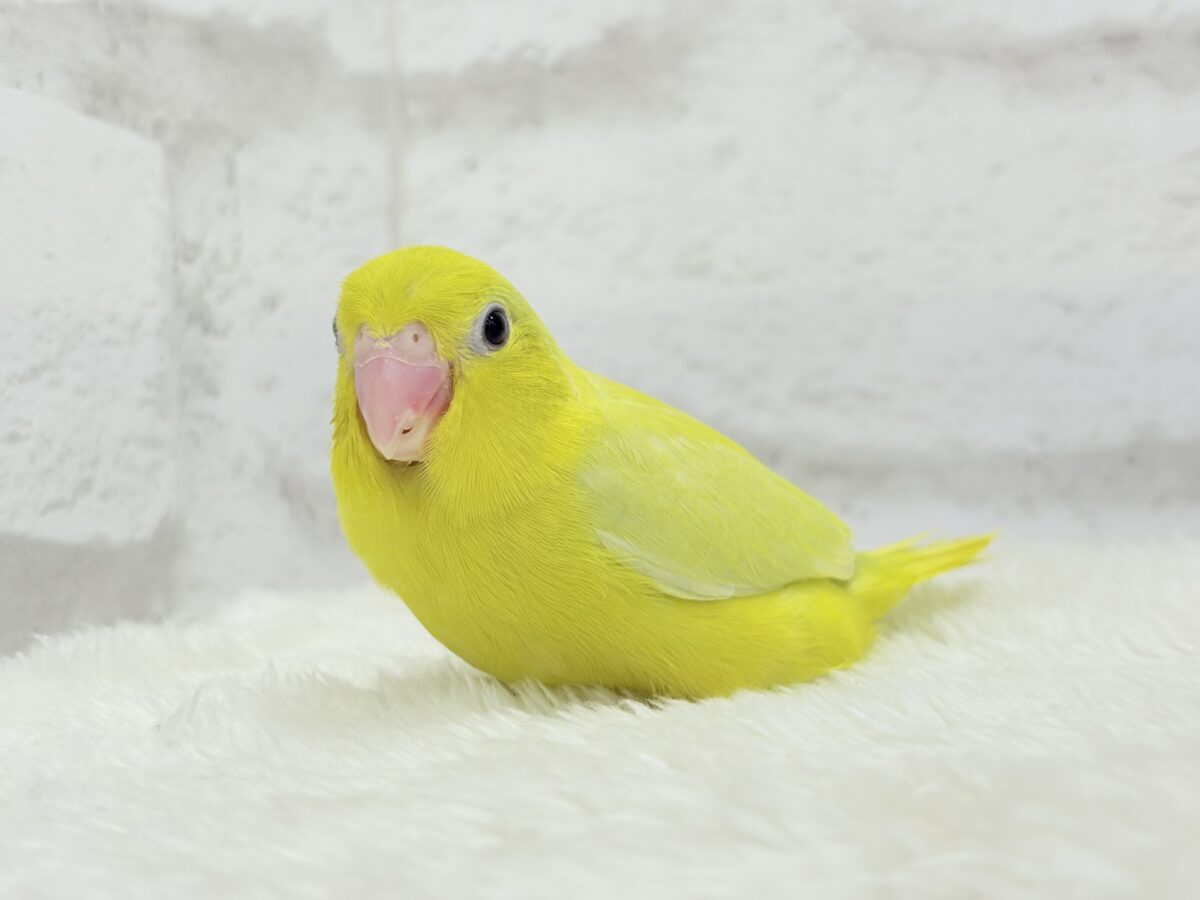 マメルリハ