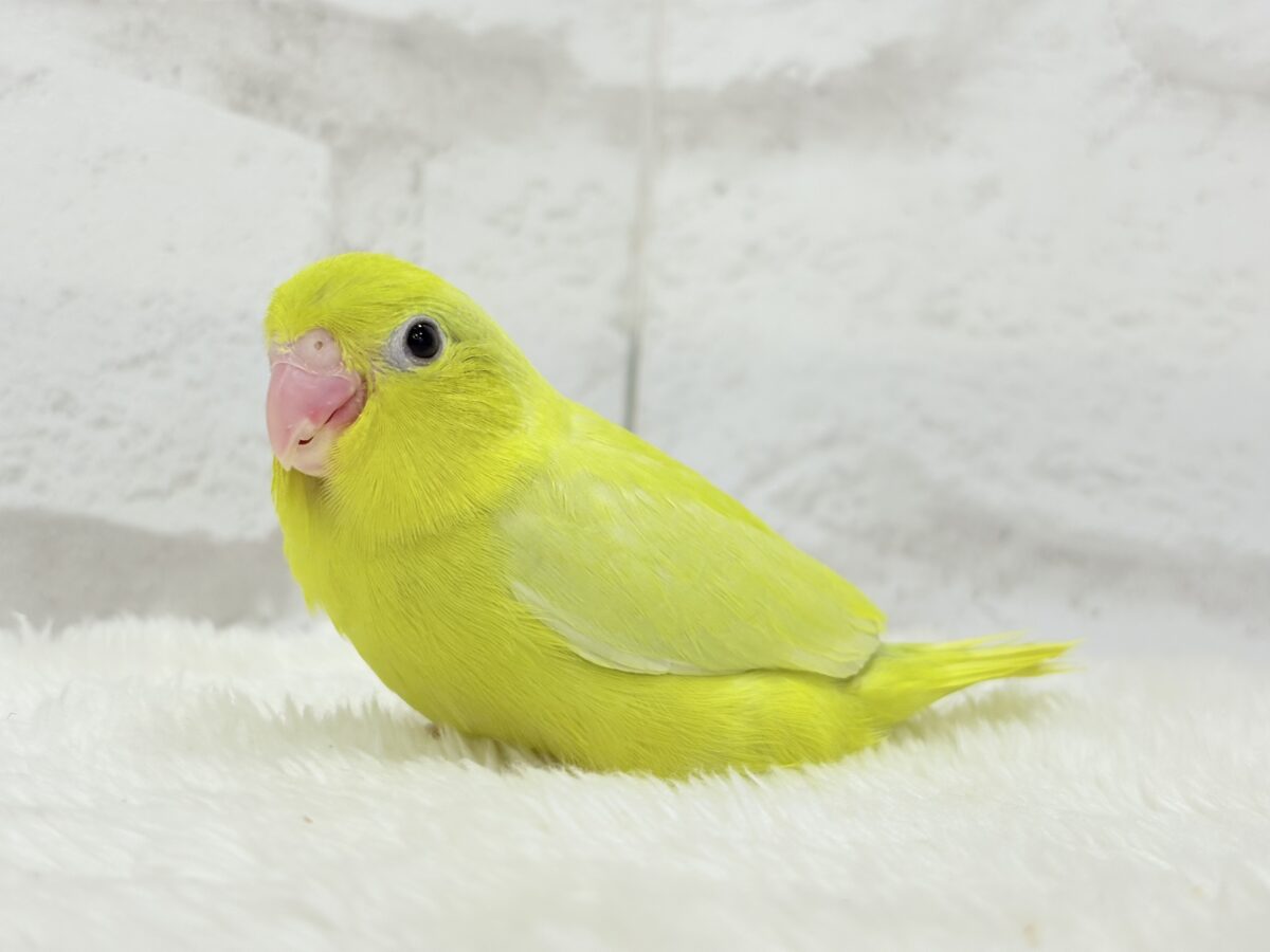 マメルリハ