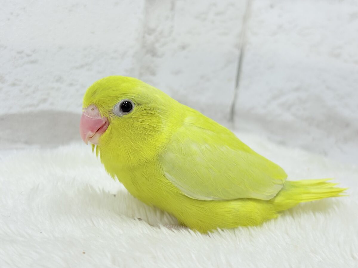 マメルリハ