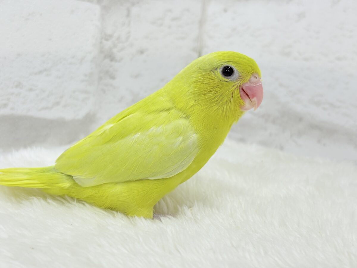 マメルリハ