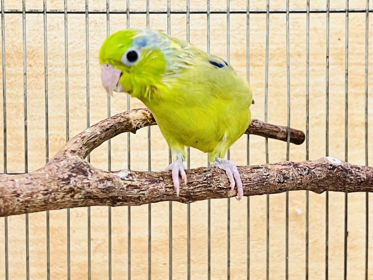 マメルリハ
