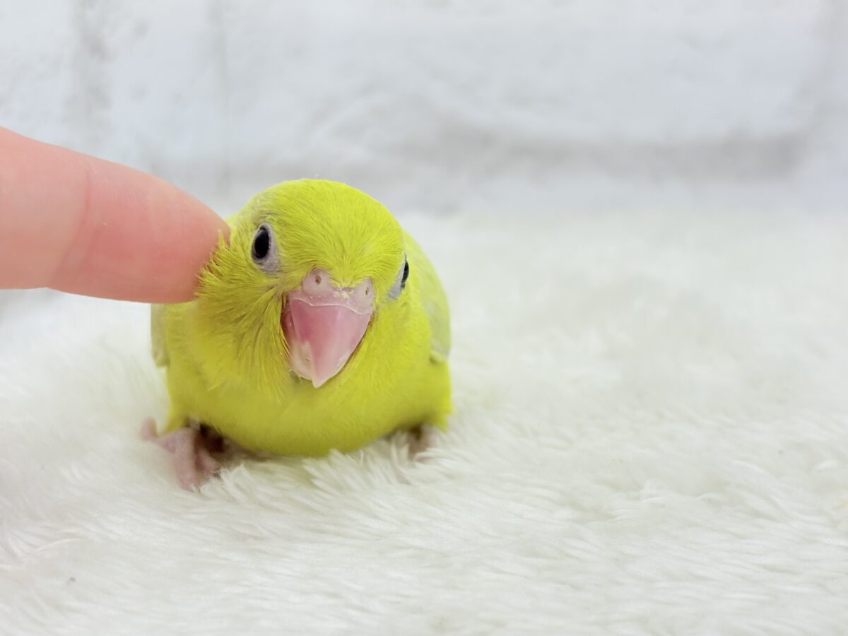 マメルリハ