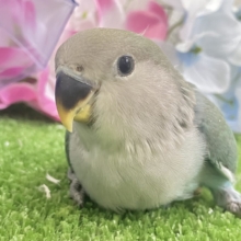 kirakira凛と∗*ﾟ森の木漏れ日ᐟᐟ🌳⋆⁎コザクラインコ(色変わり/2026年5月中旬生まれ)