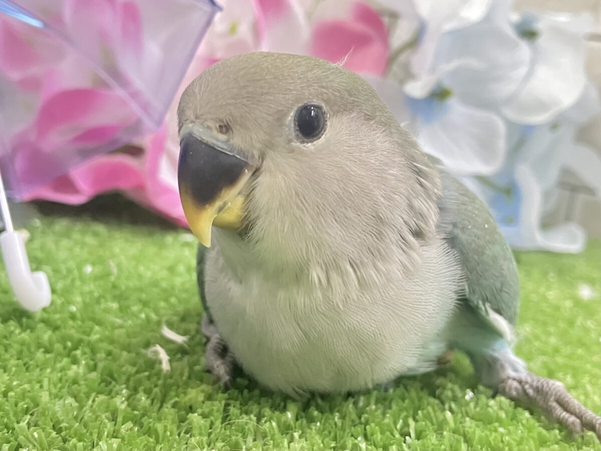 kirakira凛と∗*ﾟ森の木漏れ日ᐟᐟ🌳⋆⁎コザクラインコ(色変わり/2026年5月中旬生まれ)