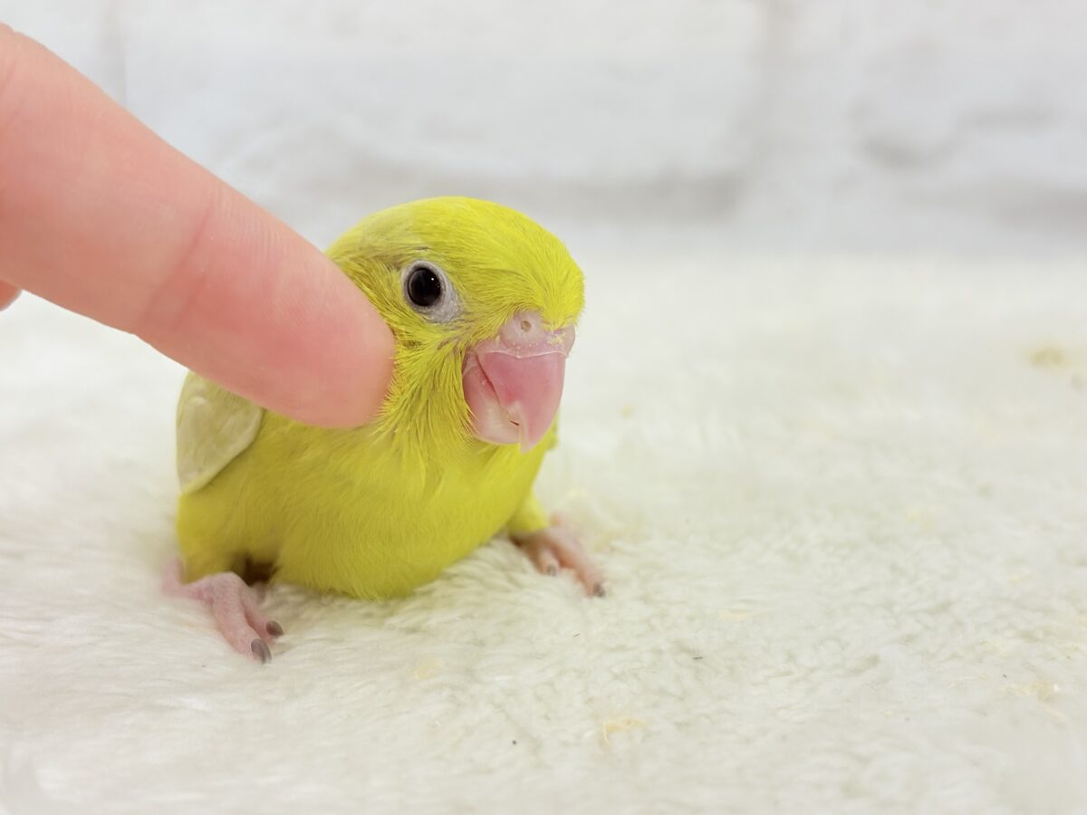 マメルリハ