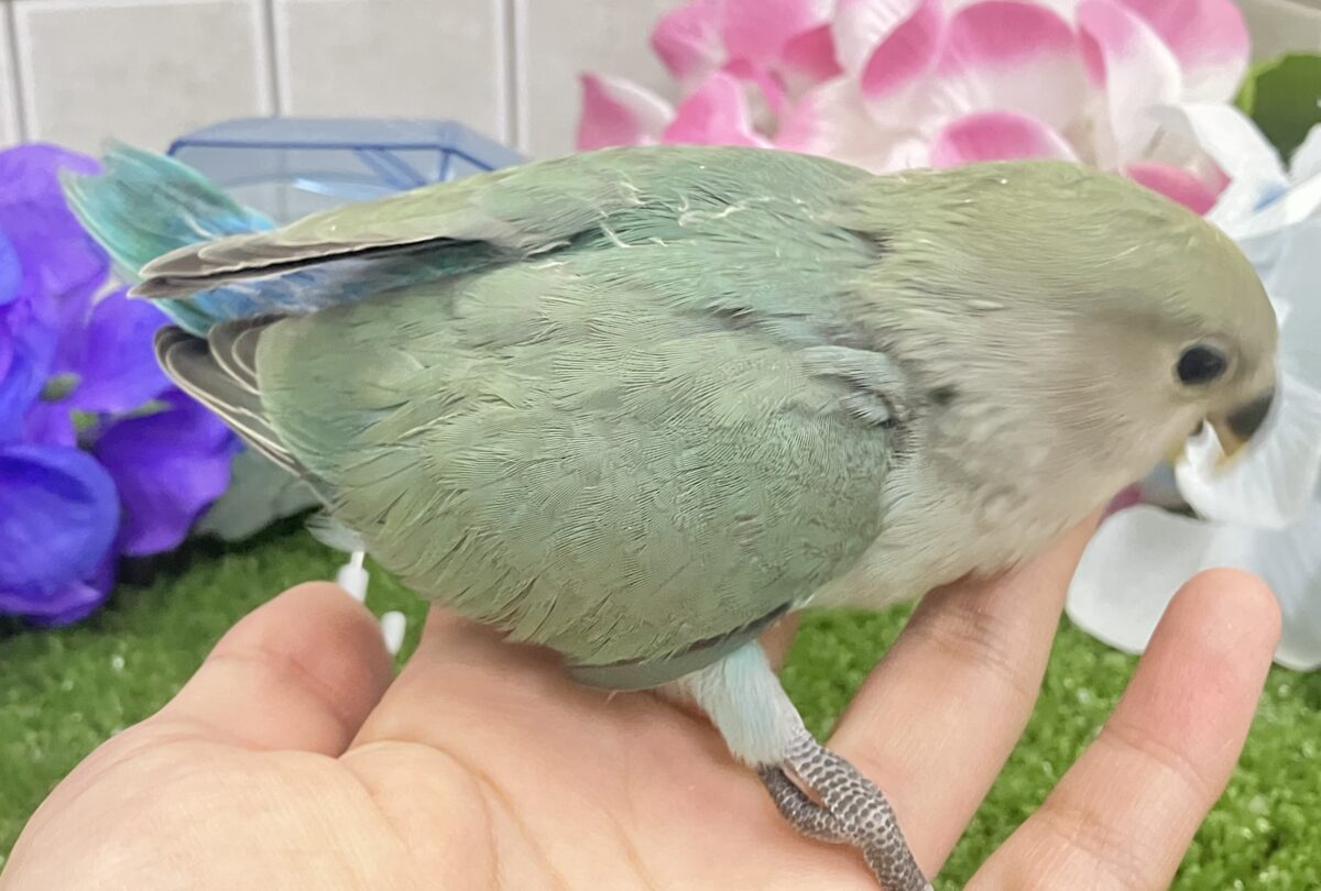 コザクラインコ（小桜インコ）