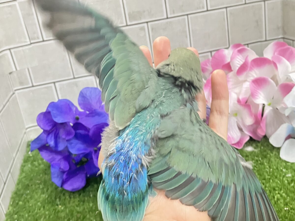 コザクラインコ（小桜インコ）
