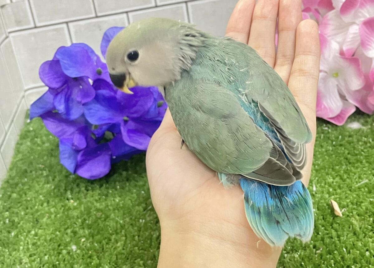 コザクラインコ（小桜インコ）