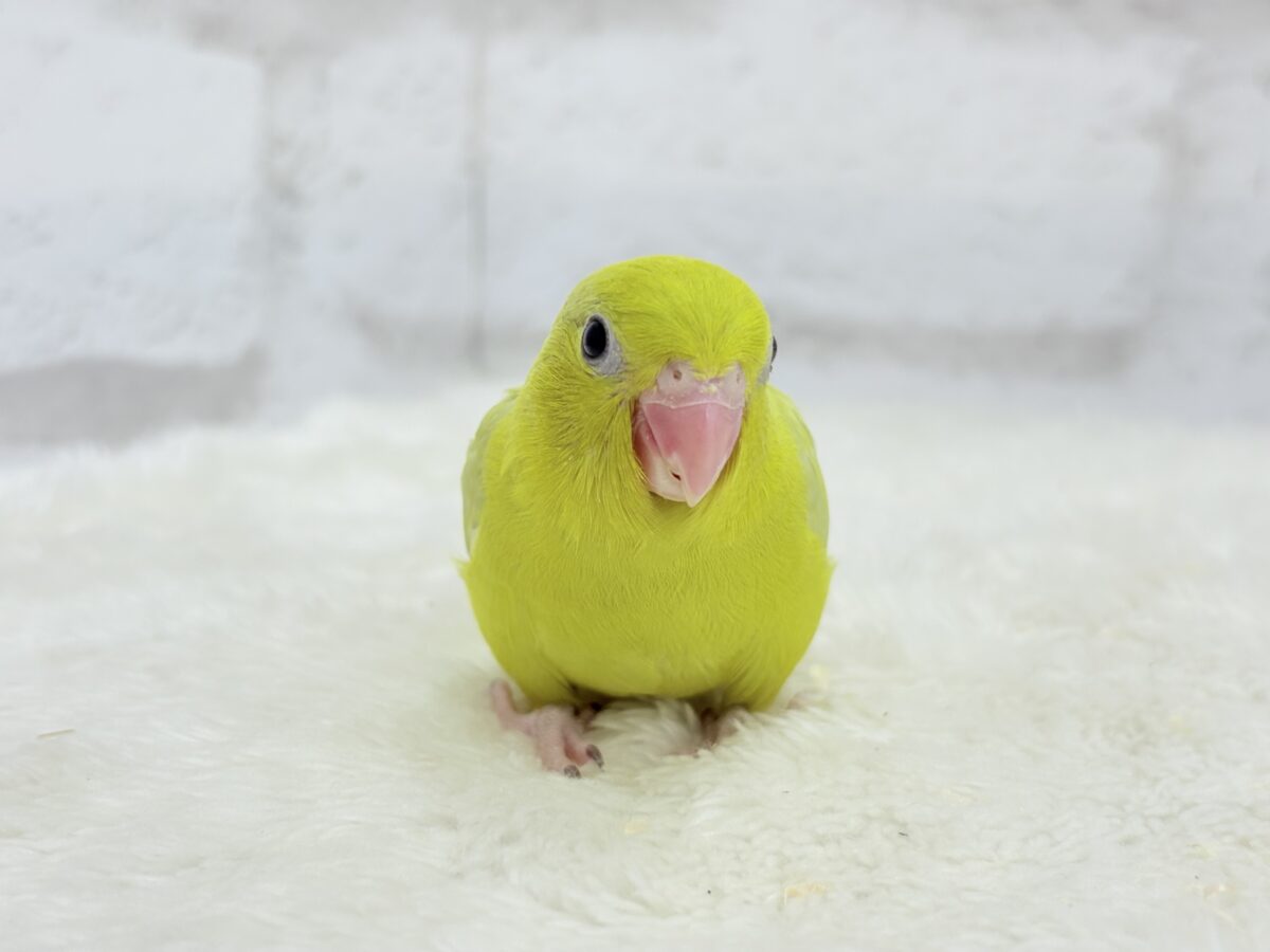 マメルリハ