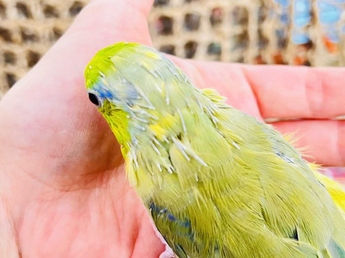 マメルリハ