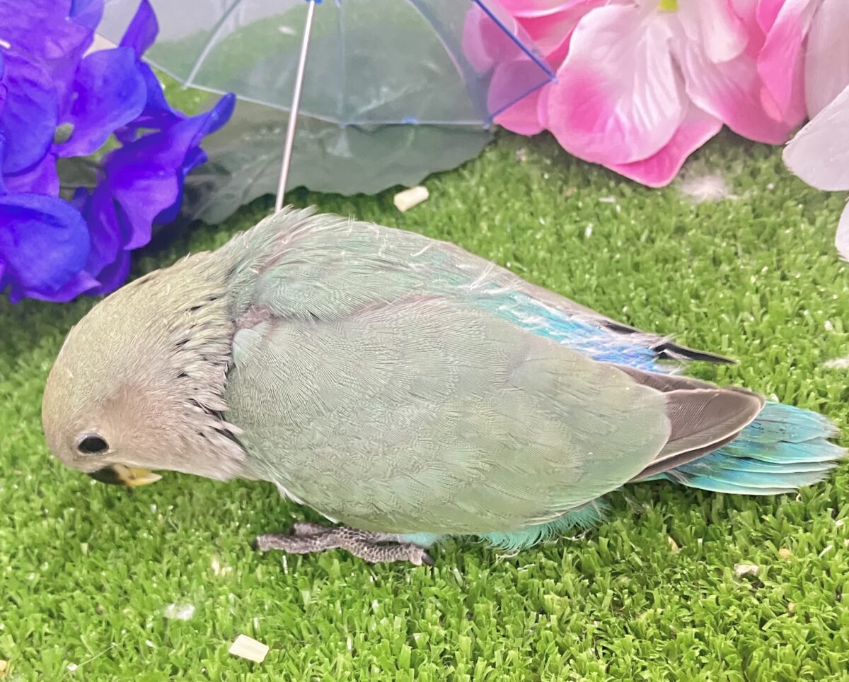 コザクラインコ（小桜インコ）