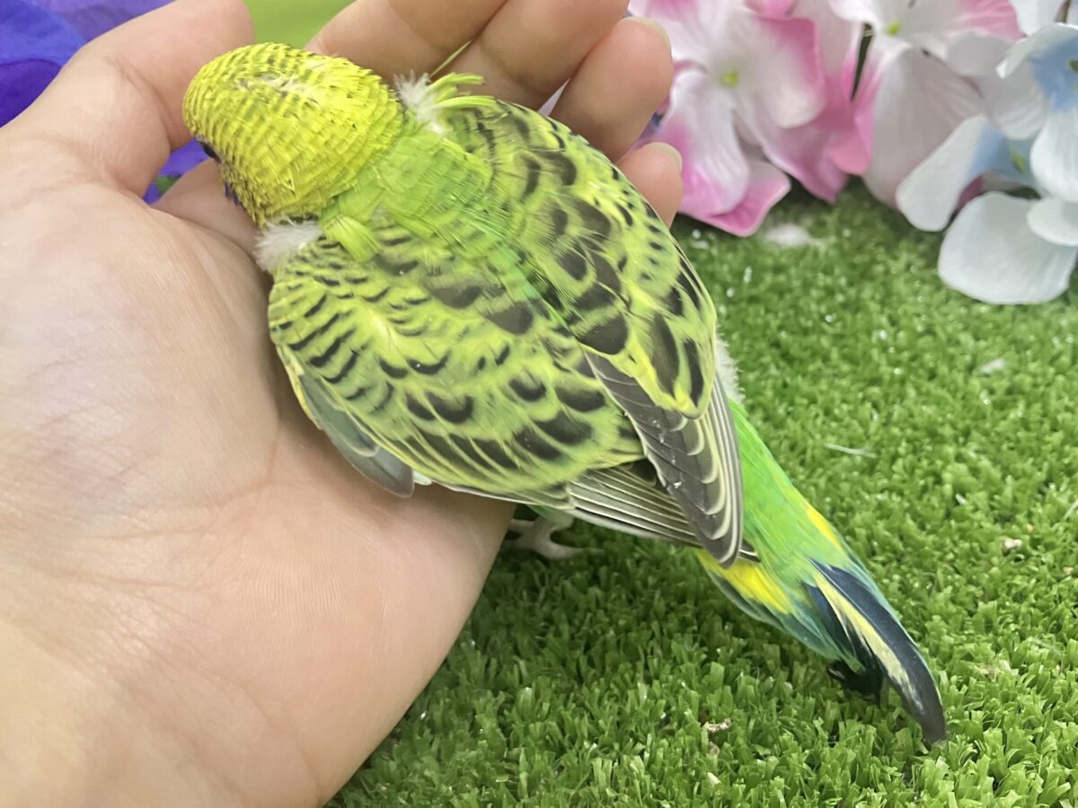 セキセイインコ