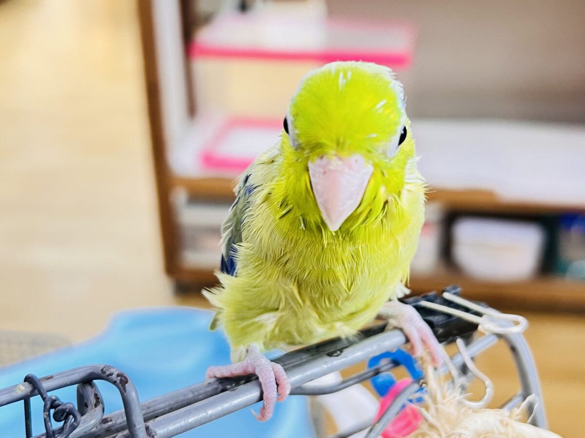 マメルリハ